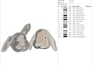 digitize designs using wilcom into dst, pes